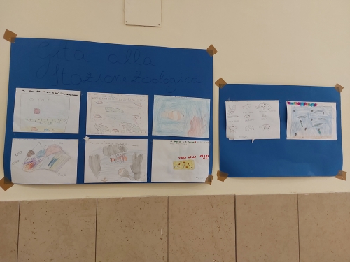 scuola ll nuovo bianchi disegni stazione zoologica Dohrn